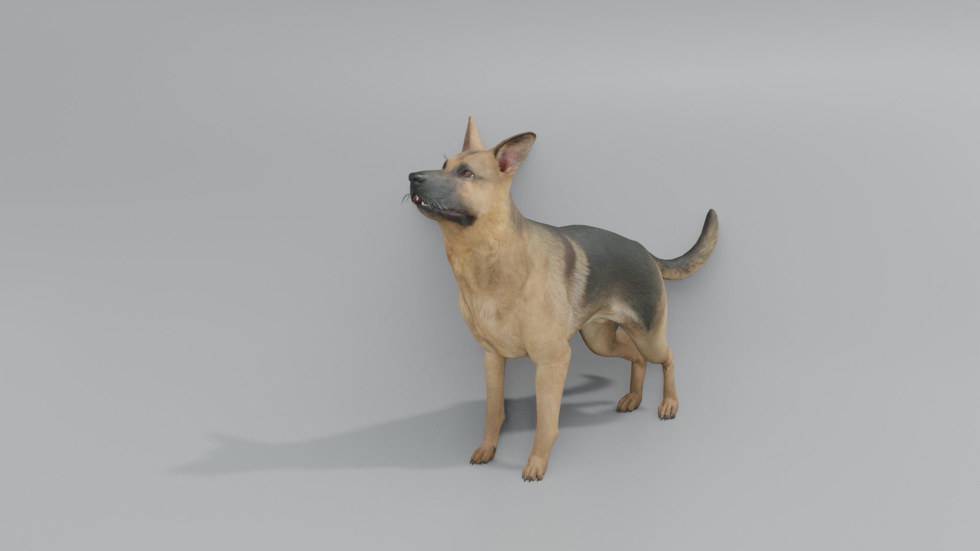 GermanShepherd 3D animated 3D model_3