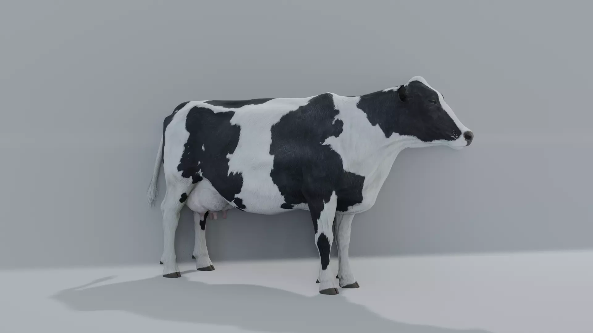 MilkCow animated 3D 3D model_0