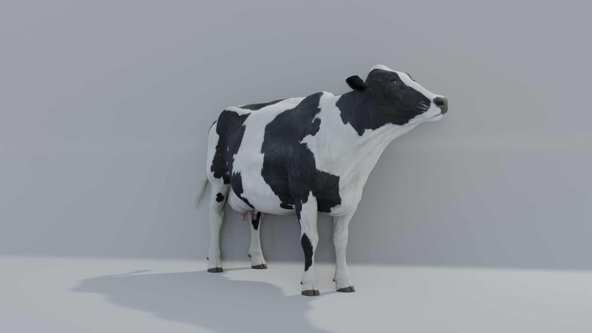 MilkCow animated 3D 3D model_1