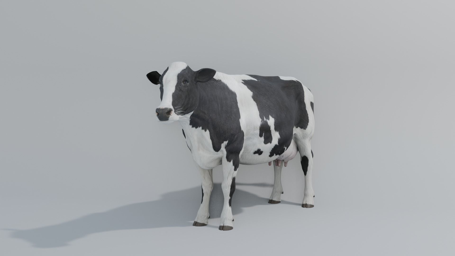 MilkCow animated 3D 3D model_2