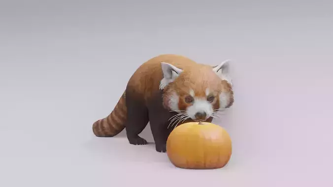 RedPanda animated 3D 3D model