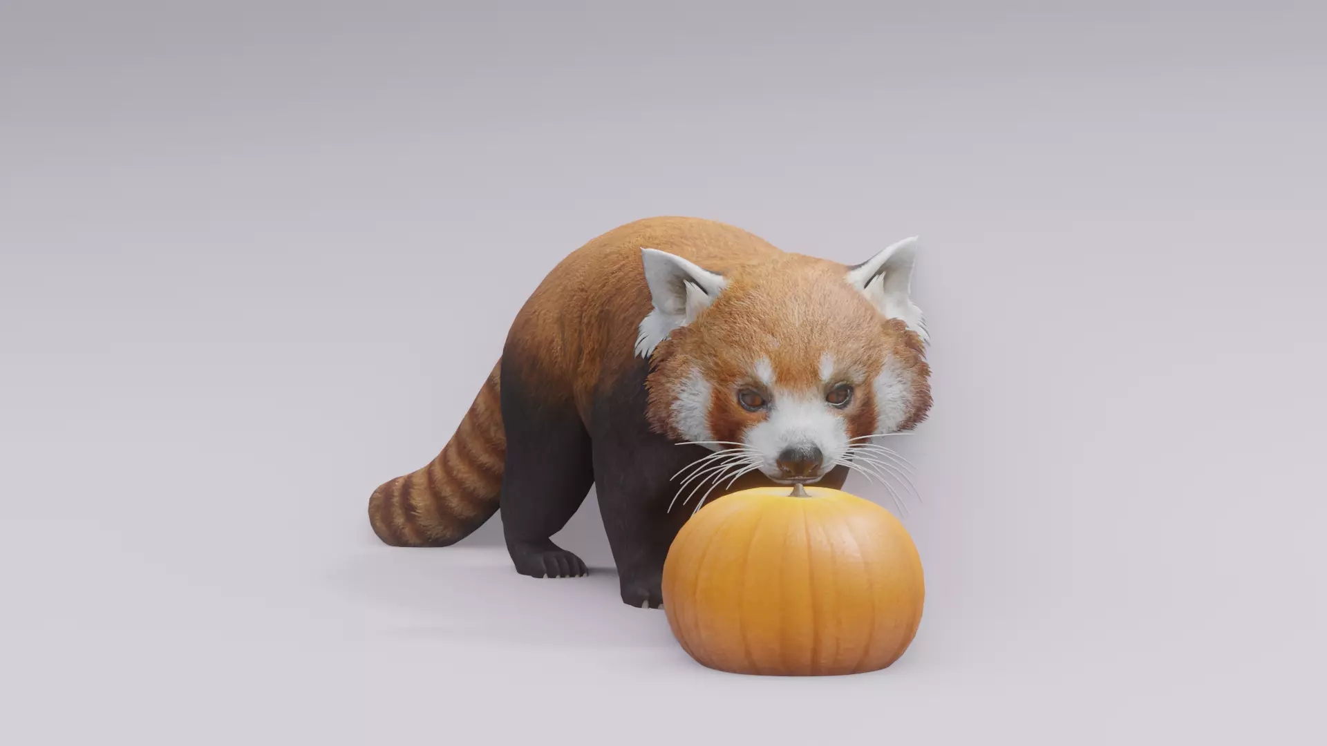 RedPanda animated 3D 3D model_0