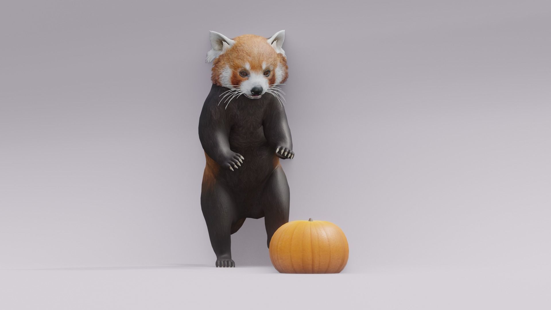 RedPanda animated 3D 3D model_1