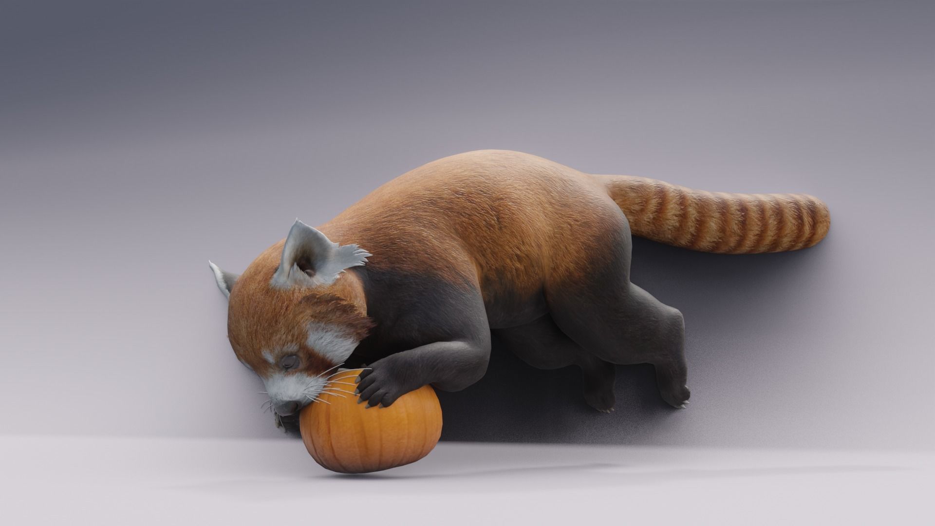 RedPanda animated 3D 3D model_3