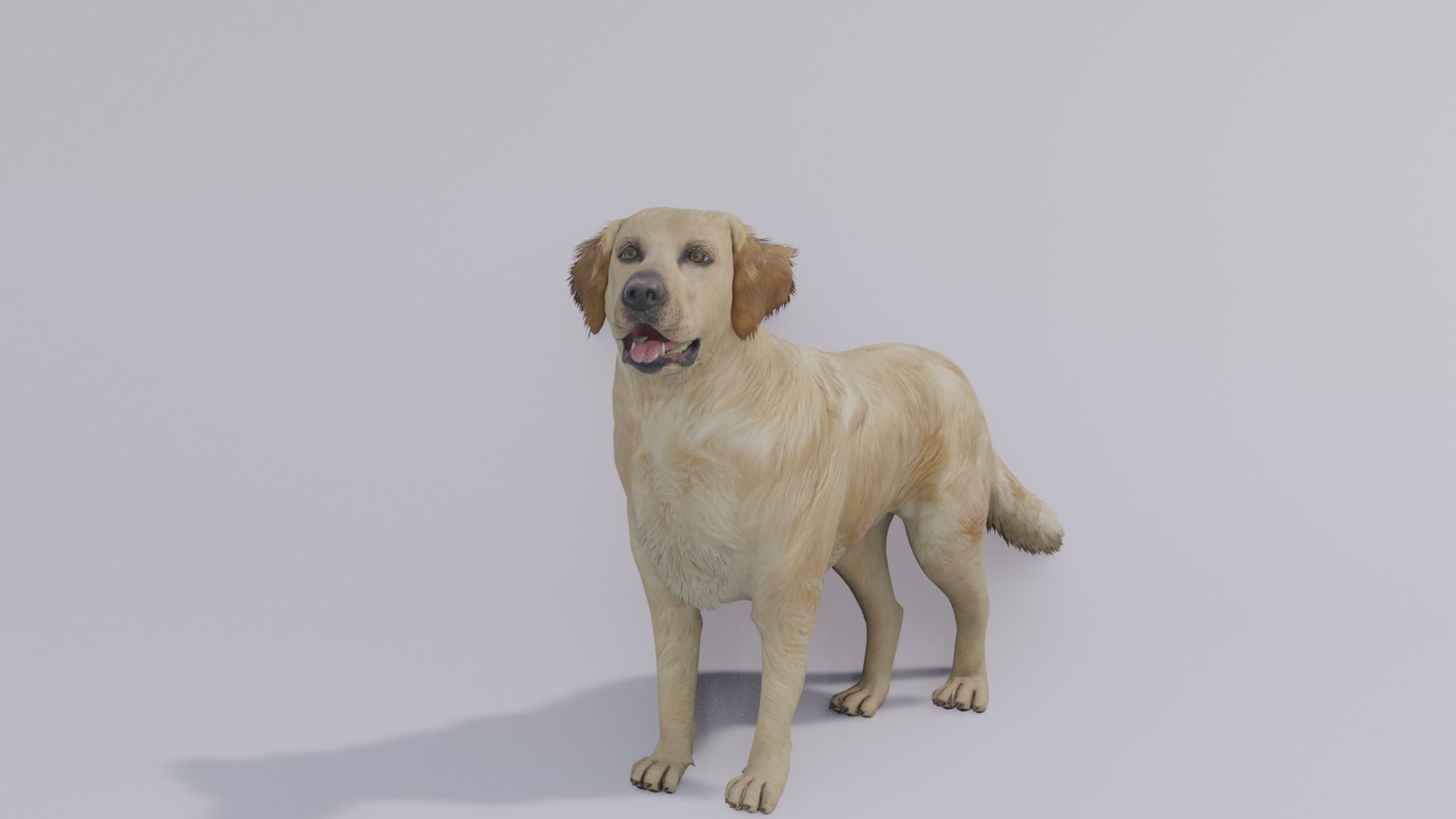 Golden Retriever animated 3D 3D model_1