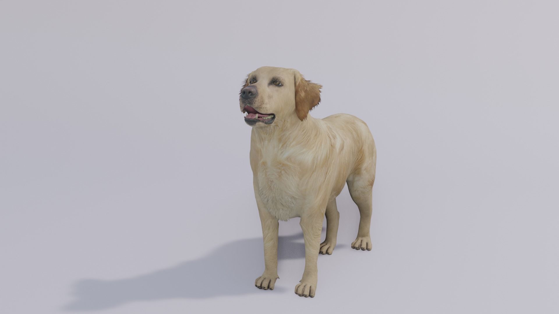 Golden Retriever animated 3D 3D model_3