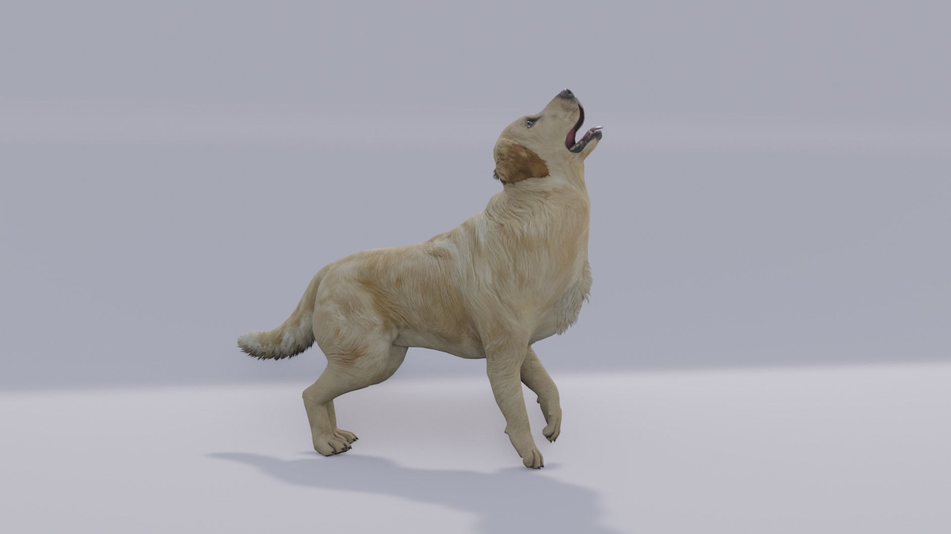 Golden Retriever animated 3D 3D model_2