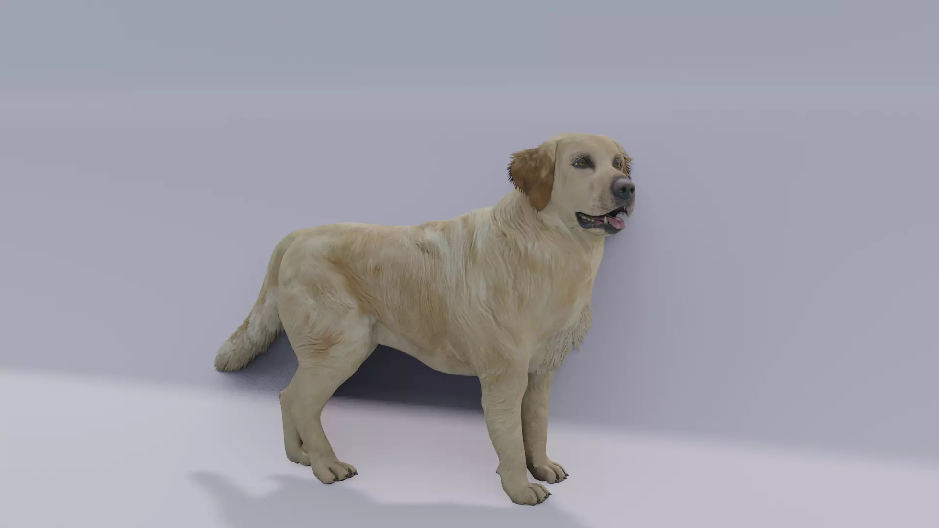 Golden Retriever animated 3D 3D model_0