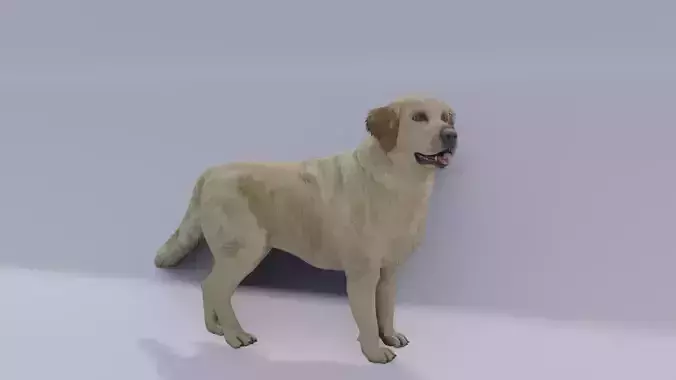 Golden Retriever animated 3D 3D model