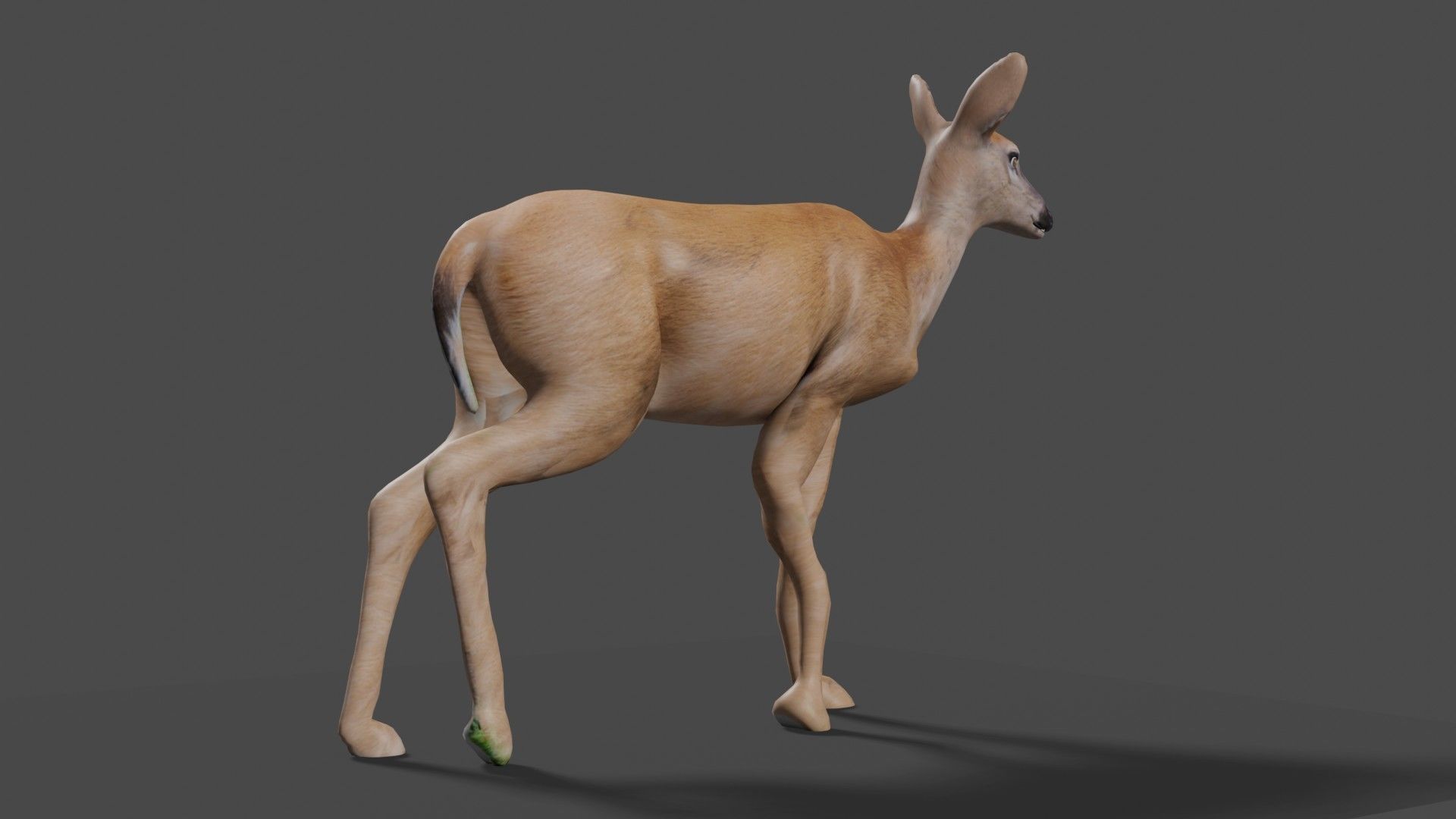 white doe animated Low-poly 3D model_57