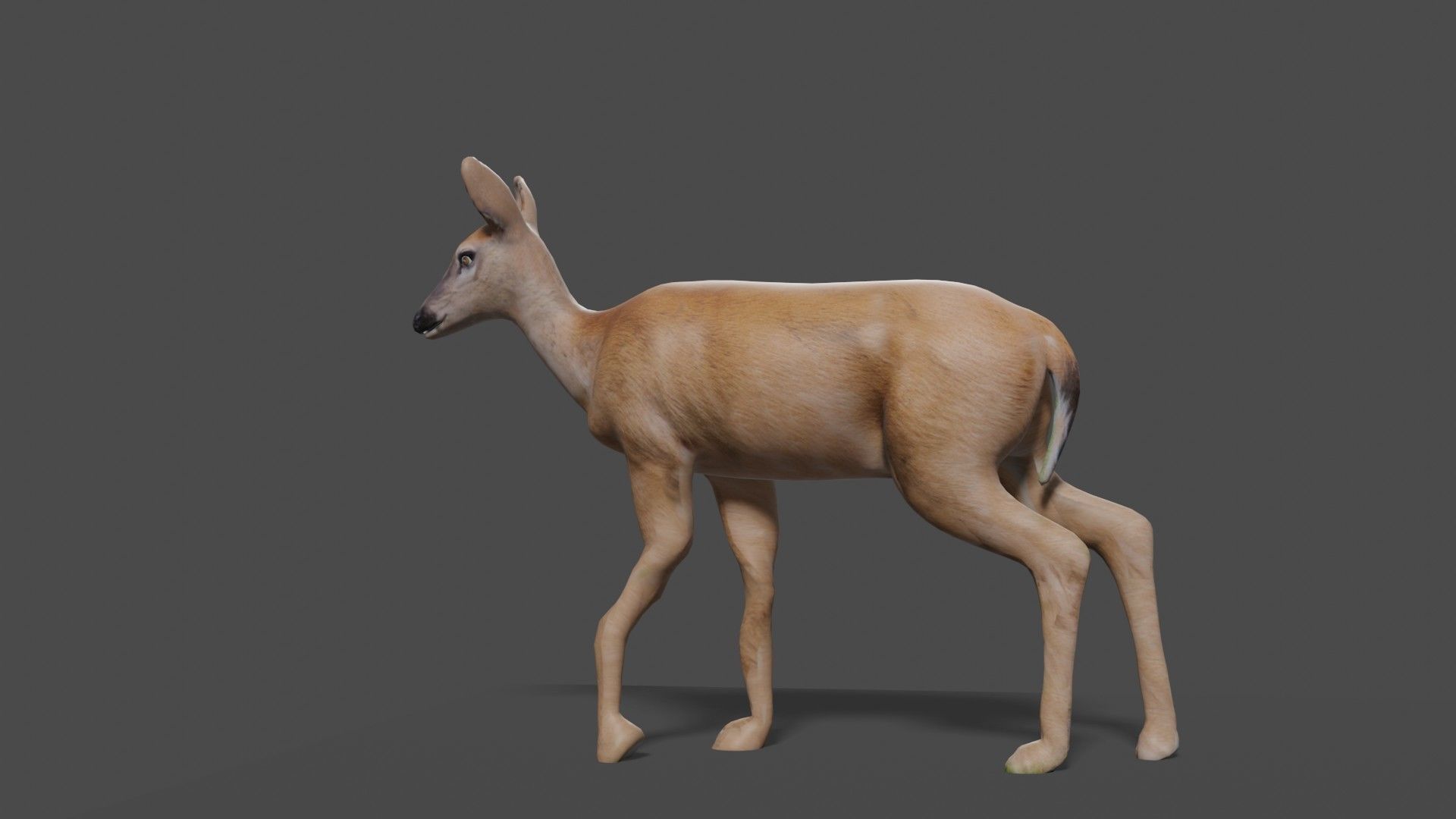 white doe animated Low-poly 3D model_32
