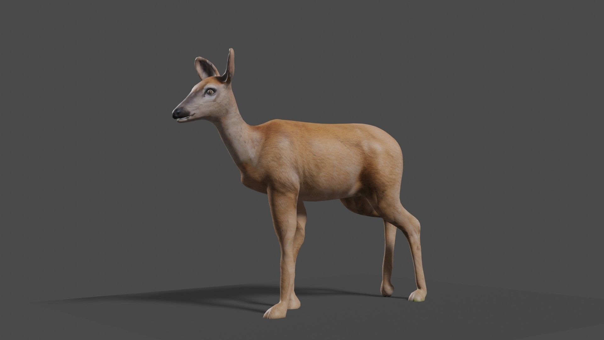 white doe animated Low-poly 3D model_19