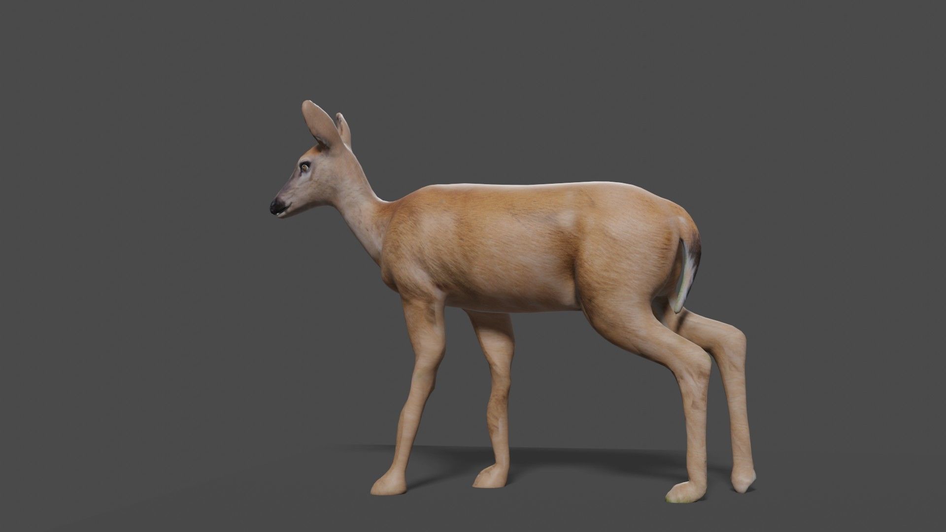 white doe animated Low-poly 3D model_47