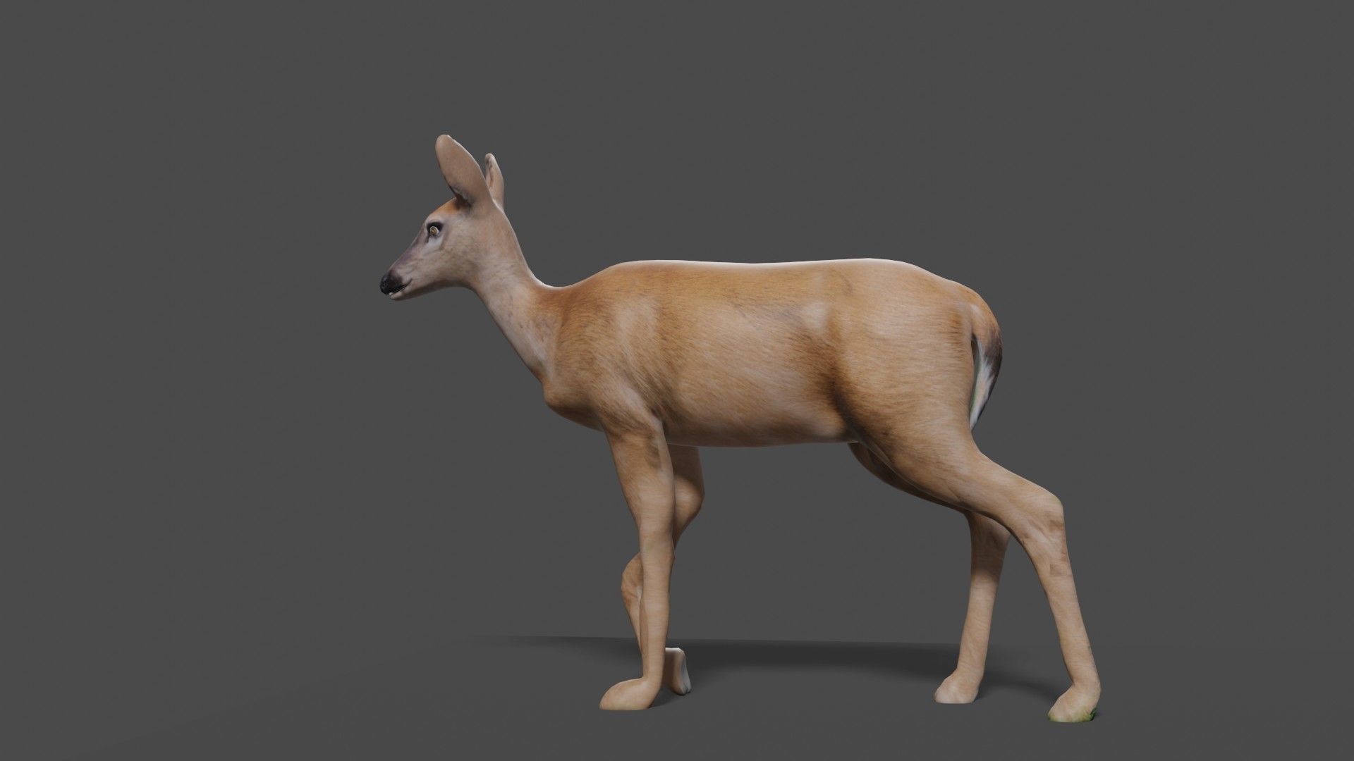 white doe animated Low-poly 3D model_48