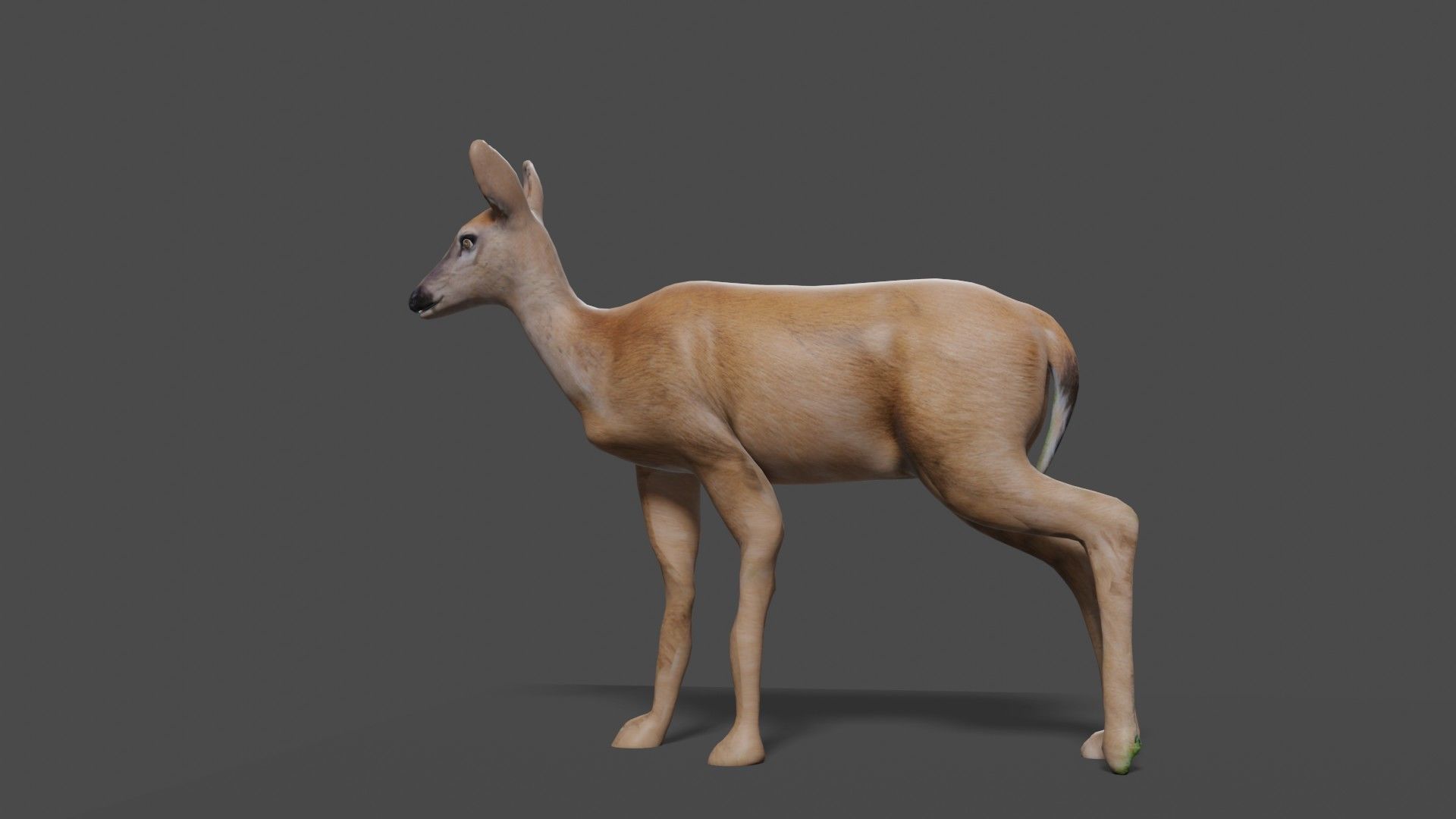 white doe animated Low-poly 3D model_35