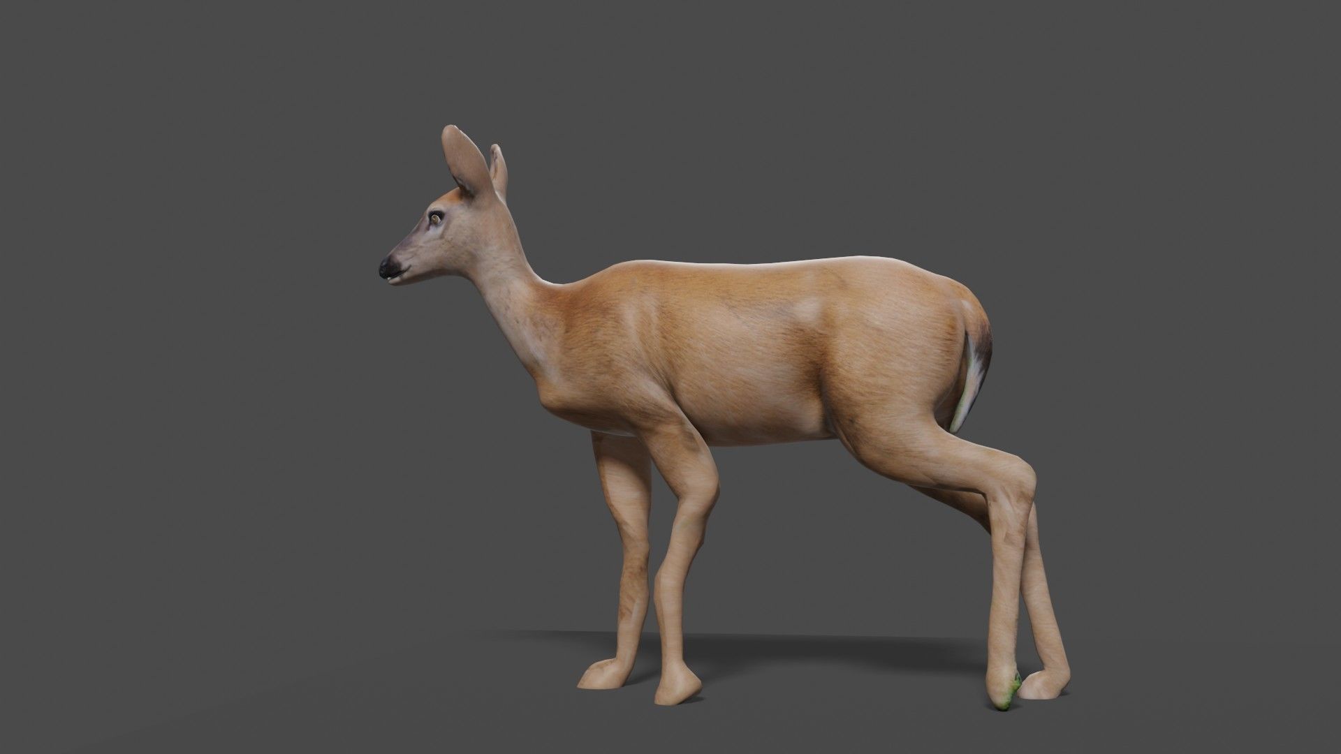 white doe animated Low-poly 3D model_41