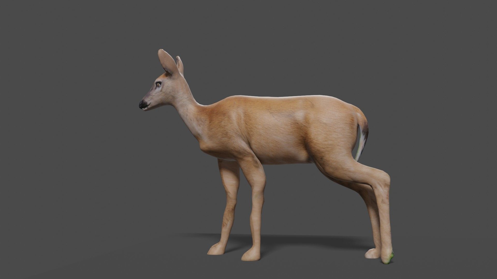 white doe animated Low-poly 3D model_45