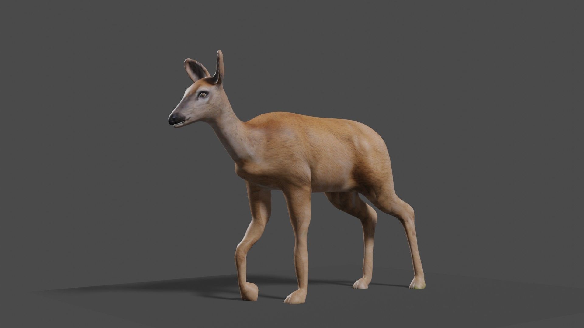 white doe animated Low-poly 3D model_8