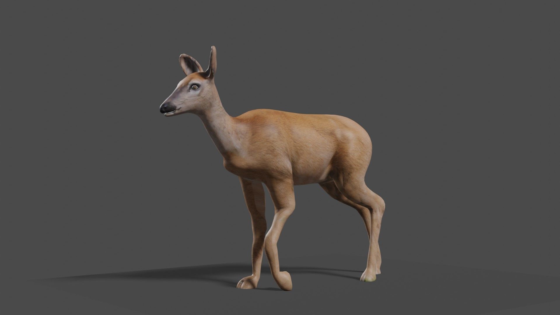 white doe animated Low-poly 3D model_22