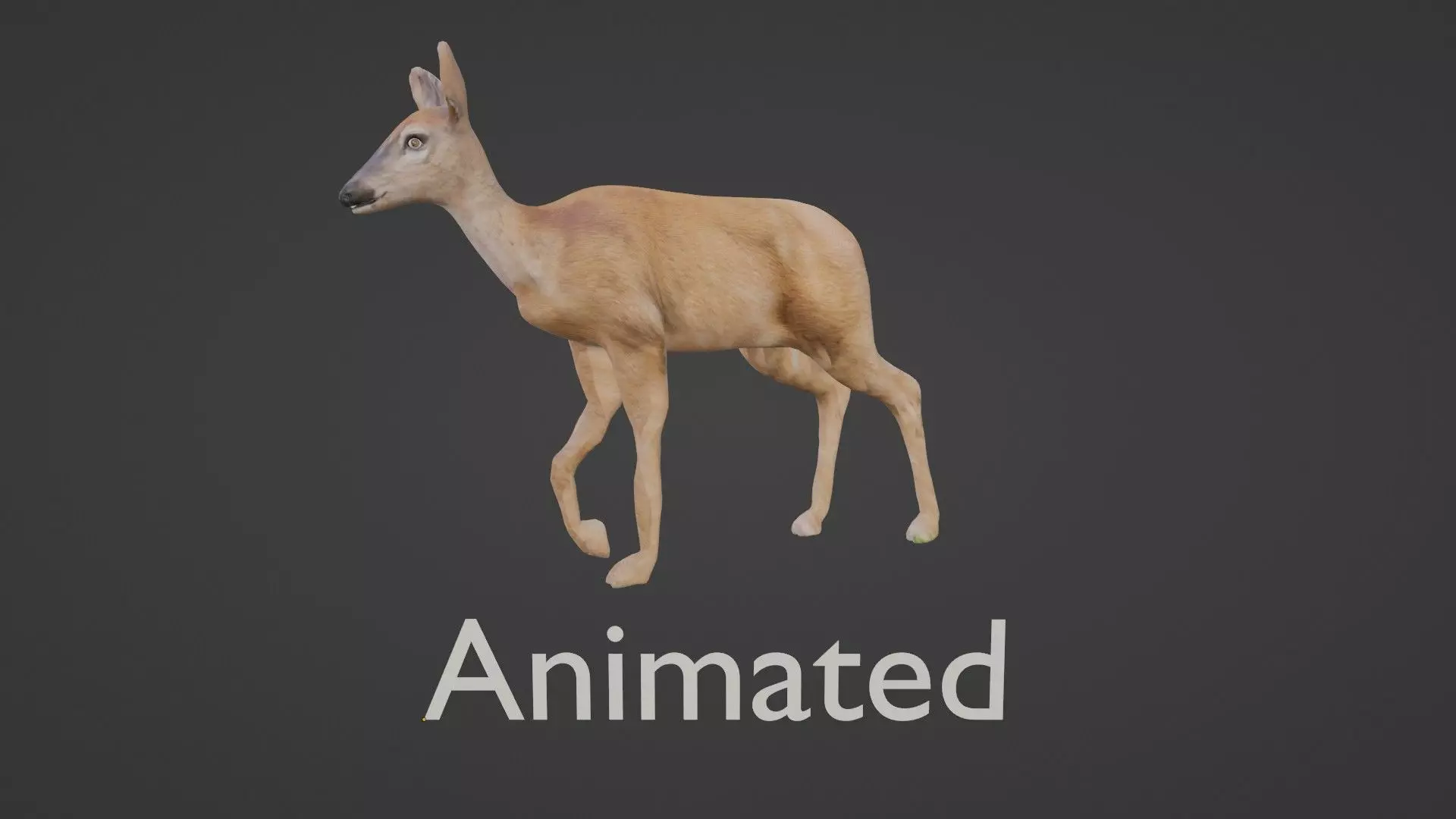 white doe animated Low-poly 3D model_0