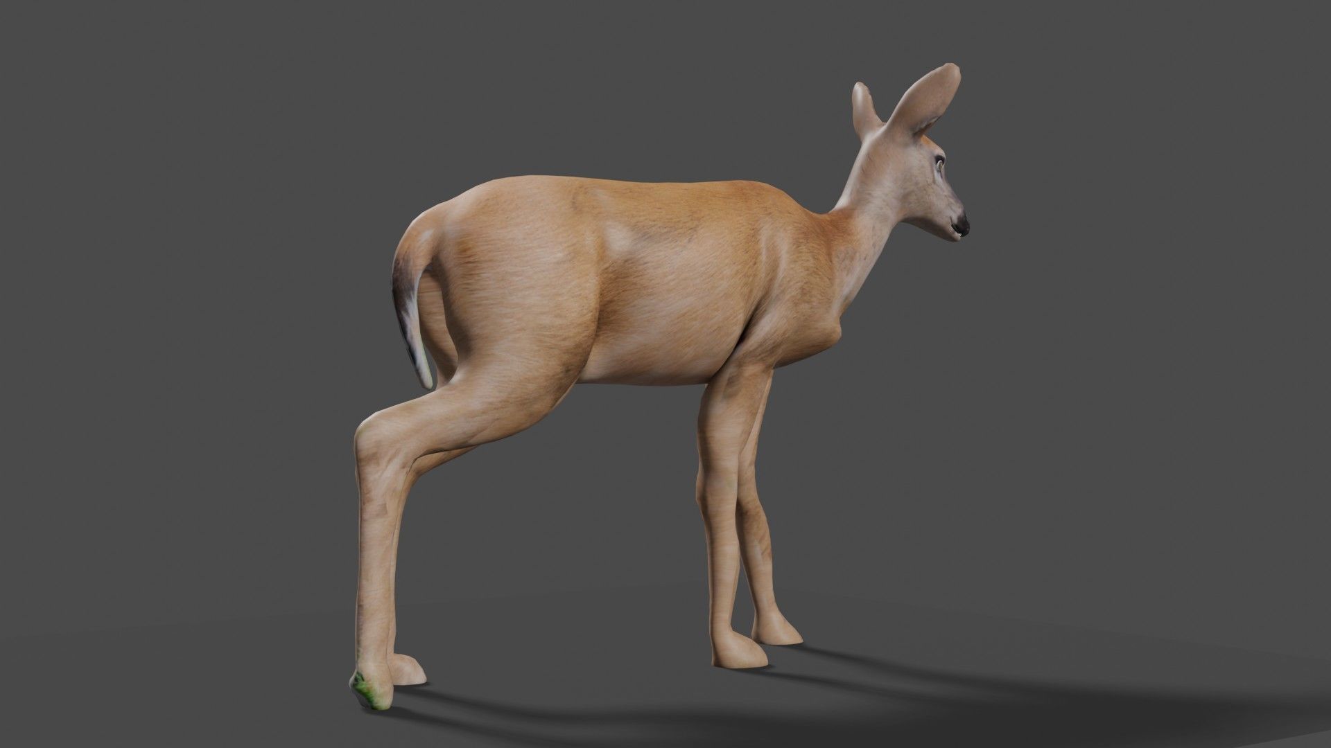 white doe animated Low-poly 3D model_53
