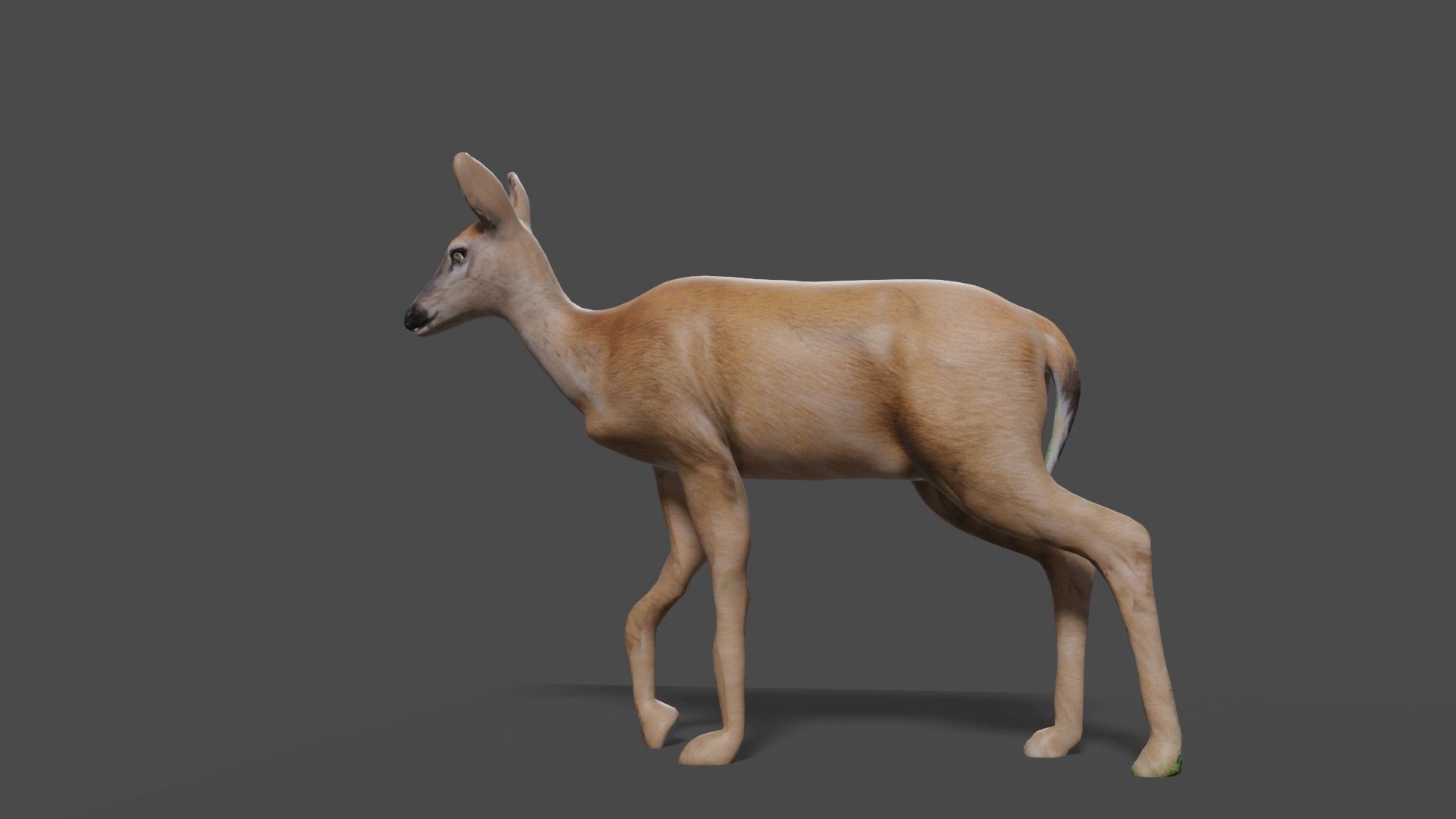white doe animated Low-poly 3D model_34
