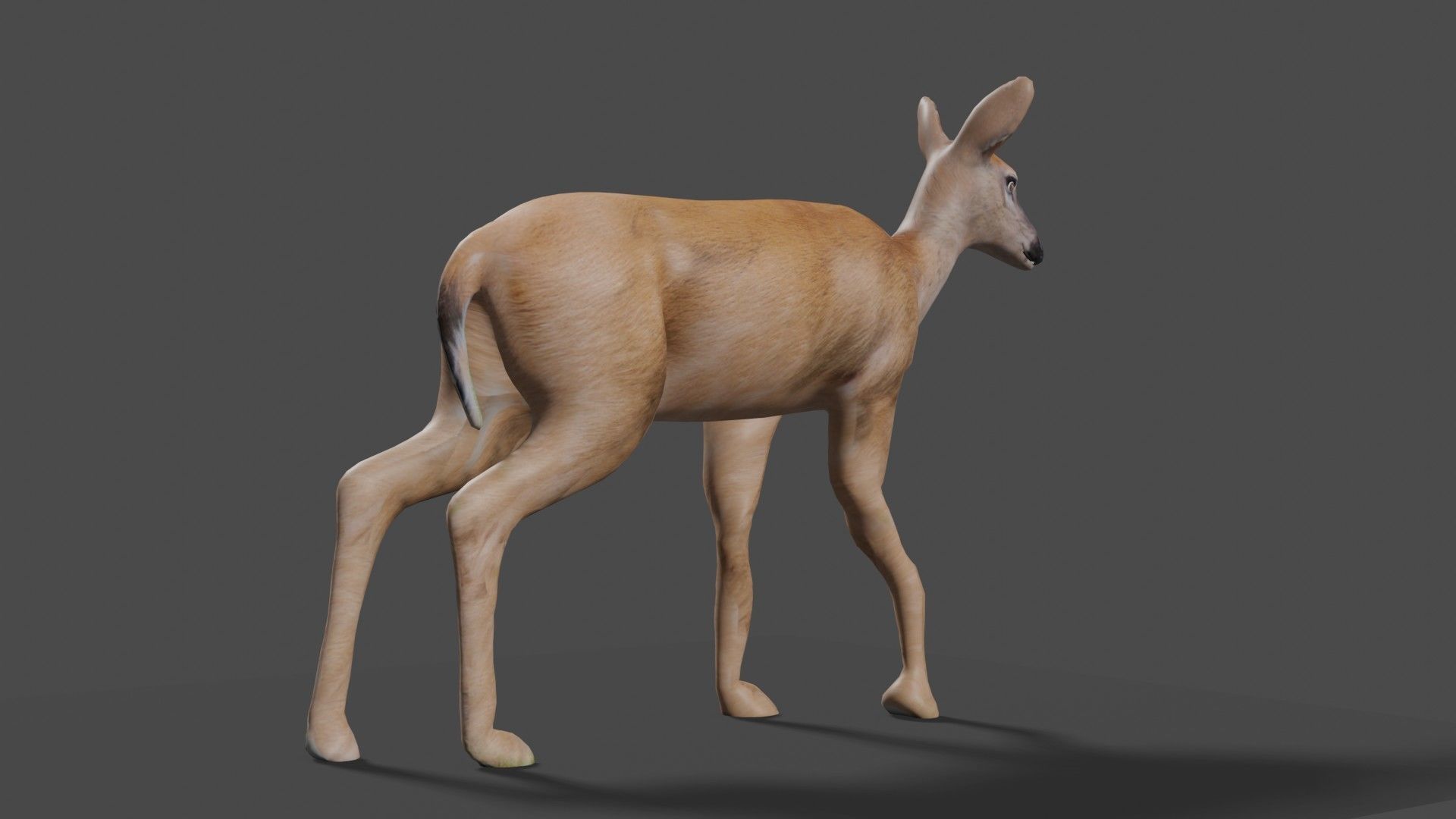 white doe animated Low-poly 3D model_51