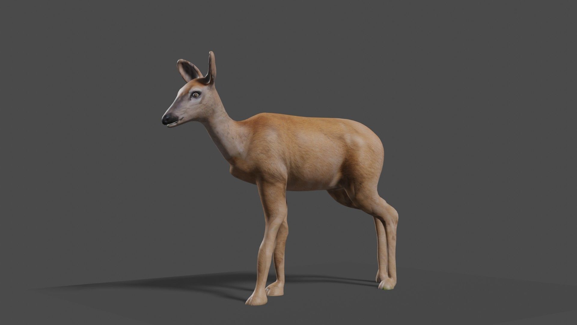 white doe animated Low-poly 3D model_13