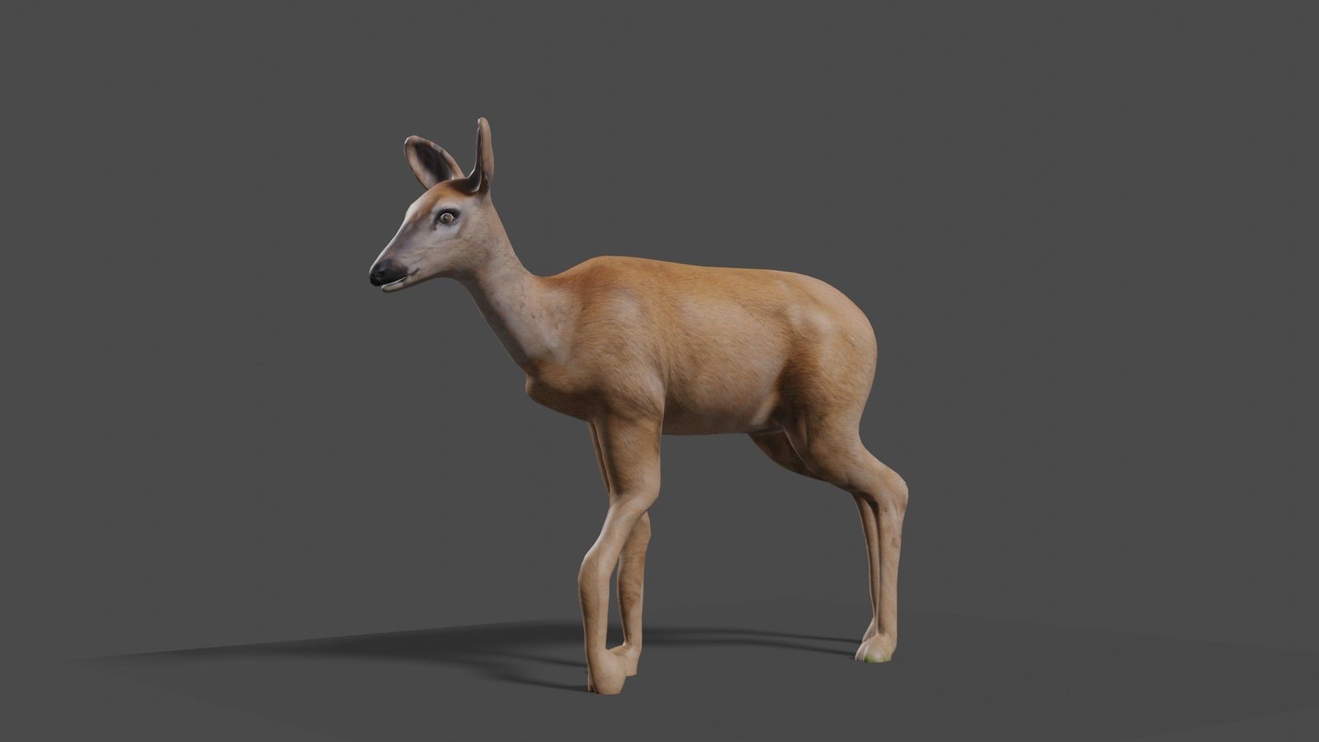 white doe animated Low-poly 3D model_3