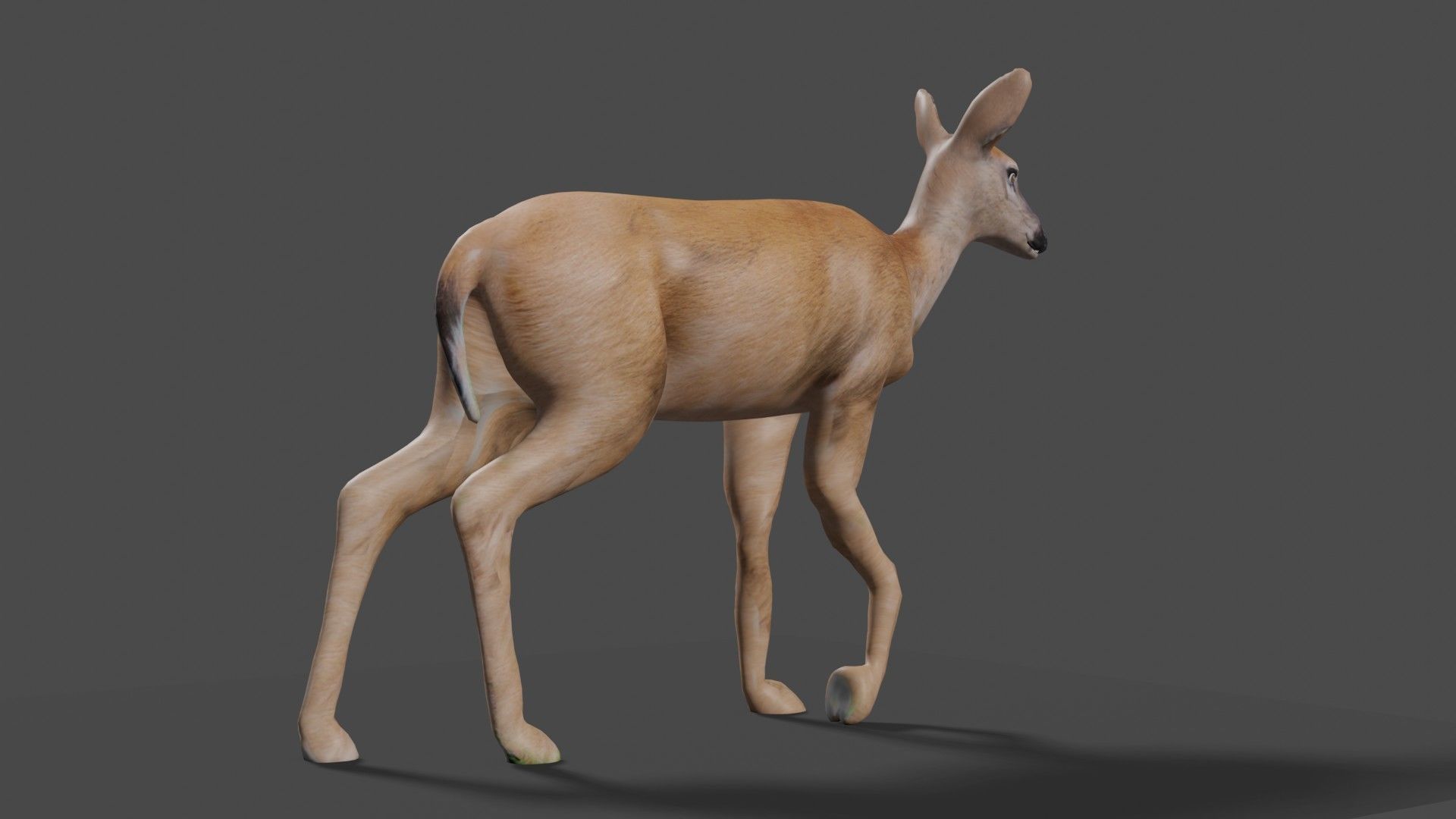 white doe animated Low-poly 3D model_38
