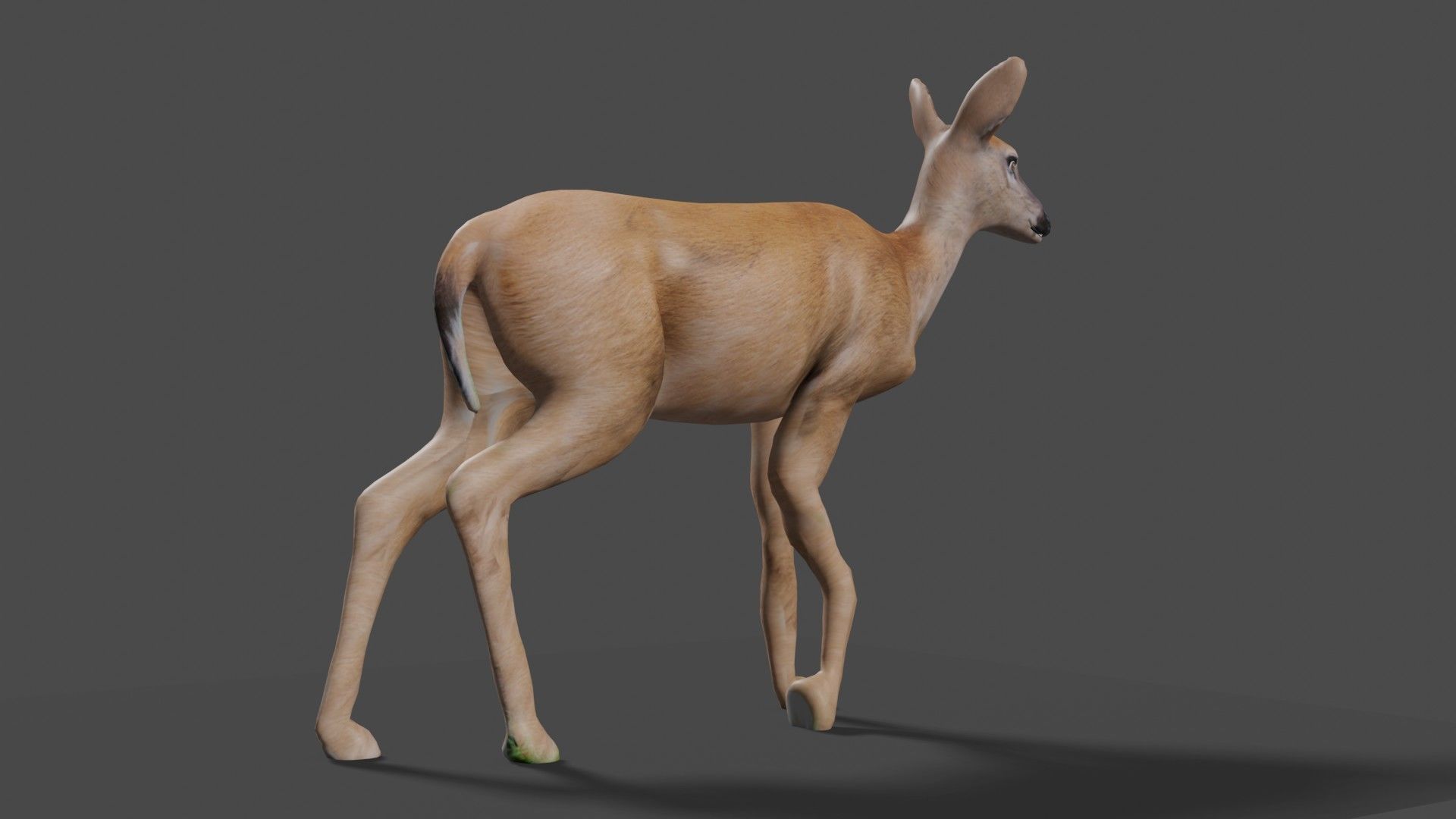 white doe animated Low-poly 3D model_50