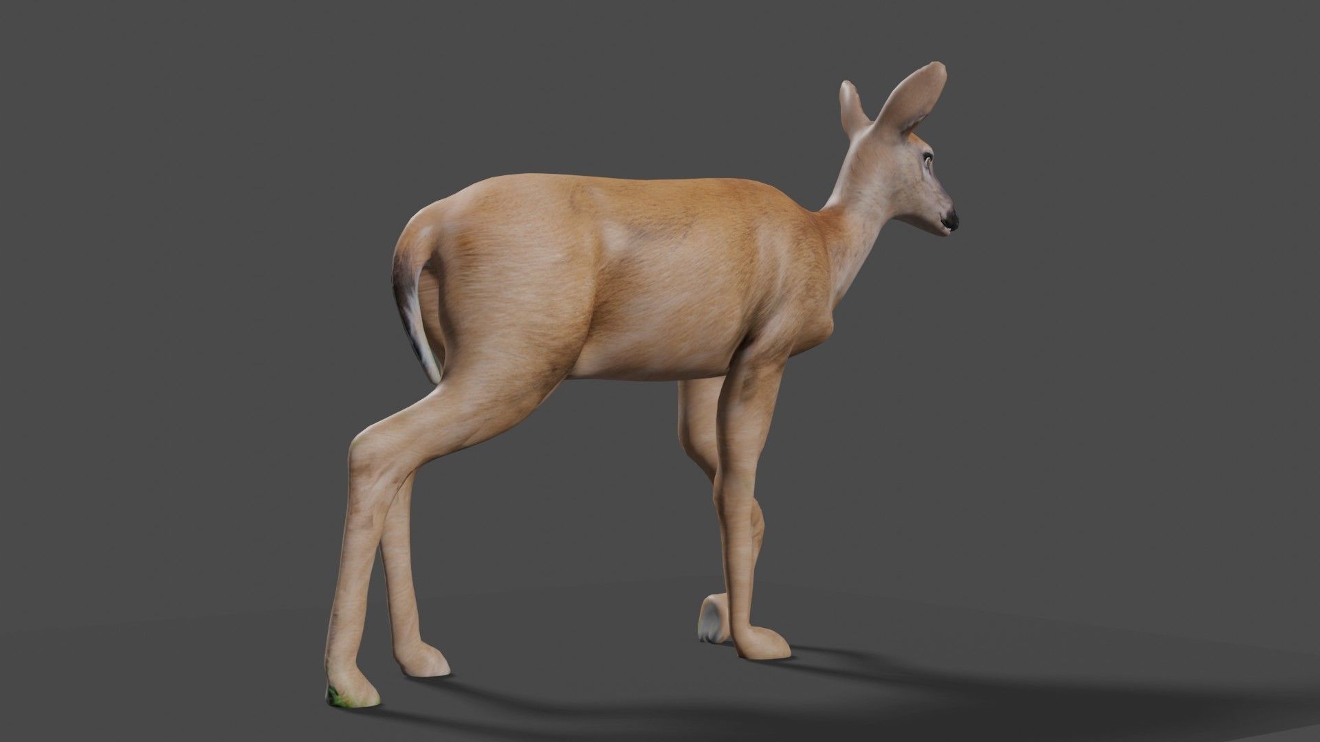 white doe animated Low-poly 3D model_52