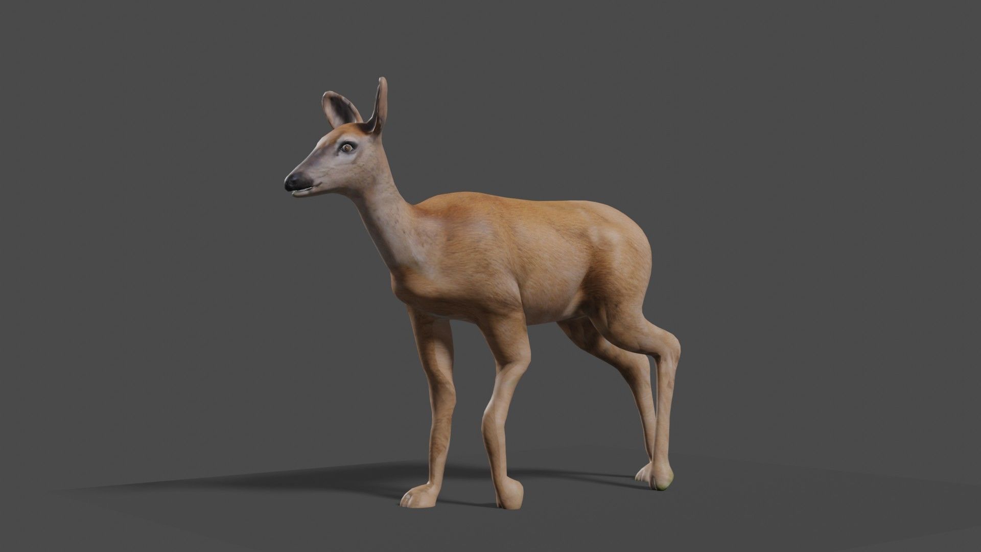 white doe animated Low-poly 3D model_11
