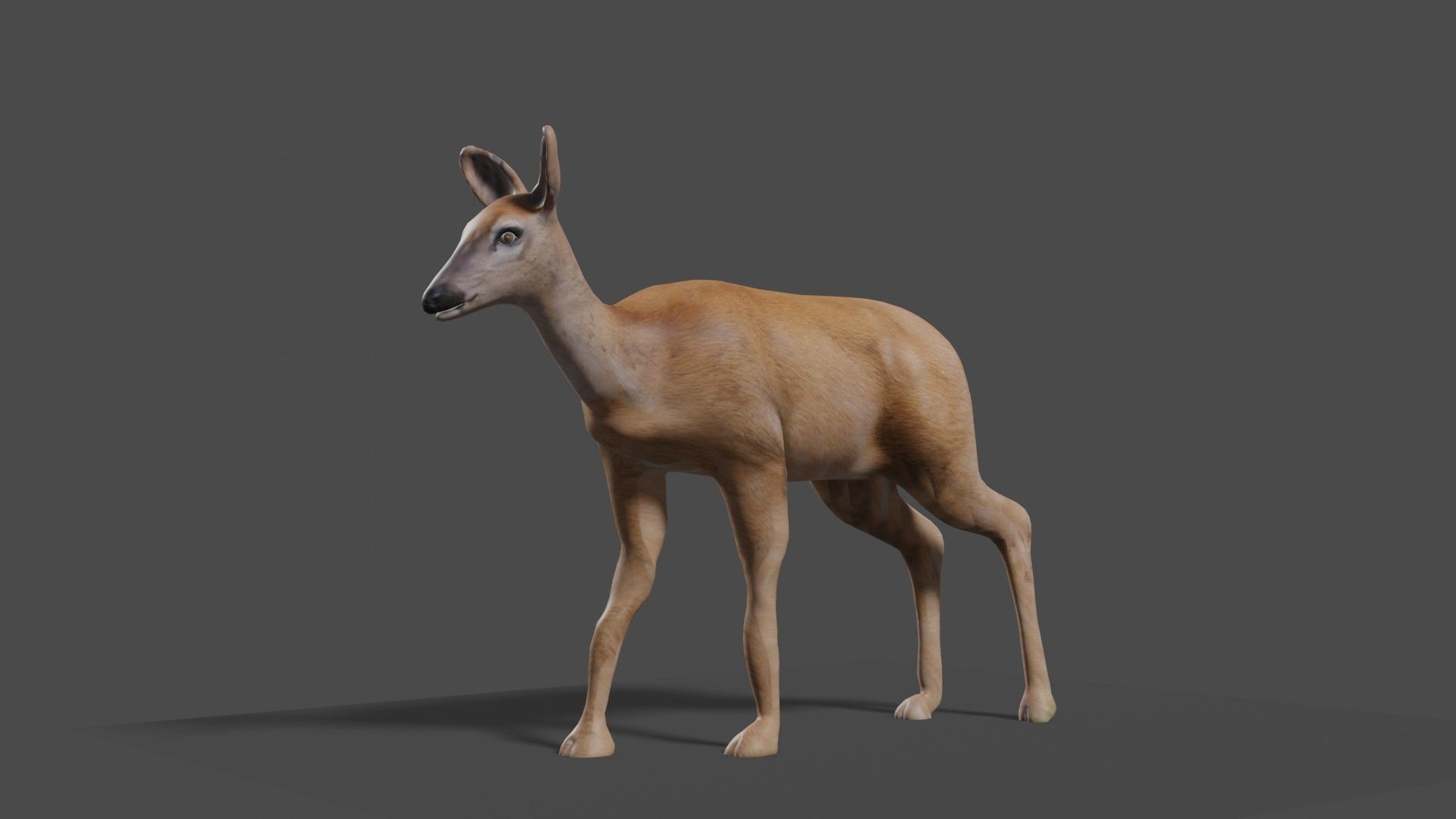 white doe animated Low-poly 3D model_25