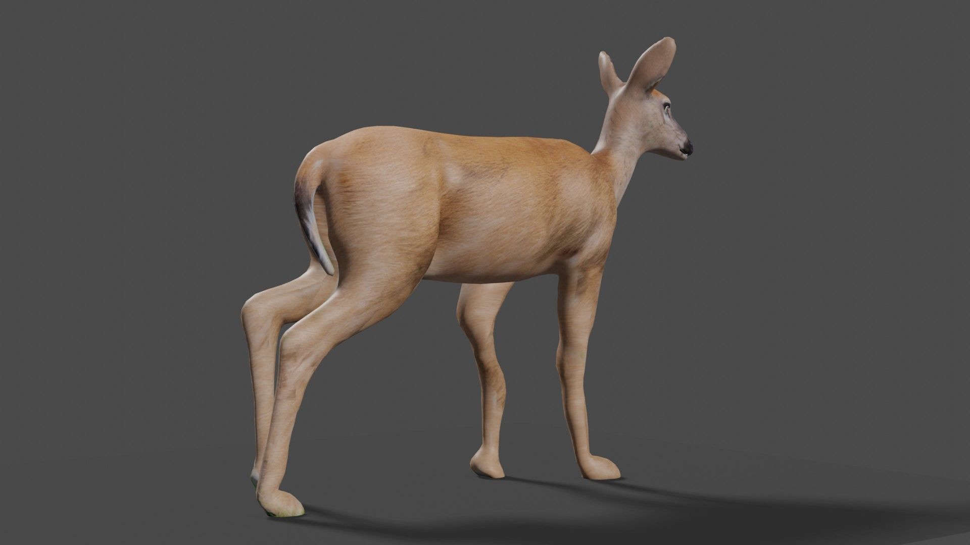 white doe animated Low-poly 3D model_40