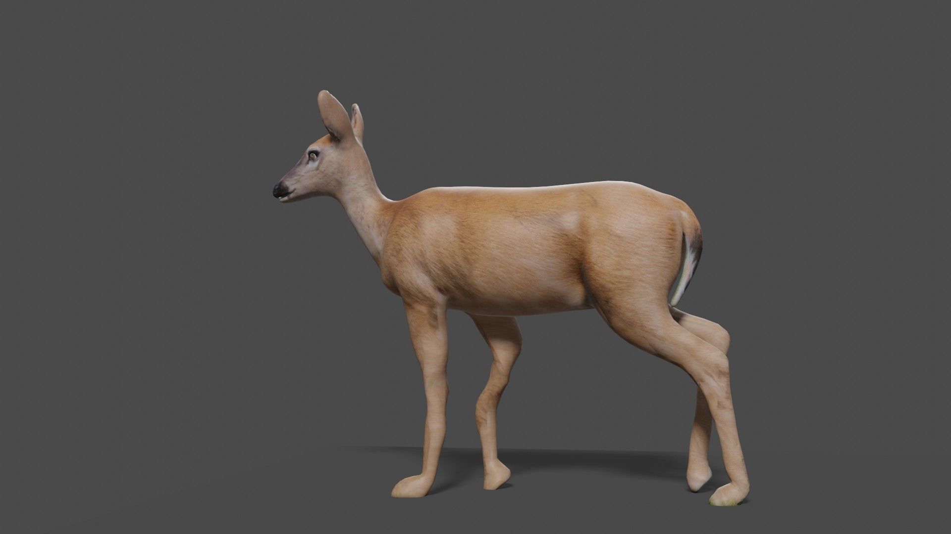 white doe animated Low-poly 3D model_43