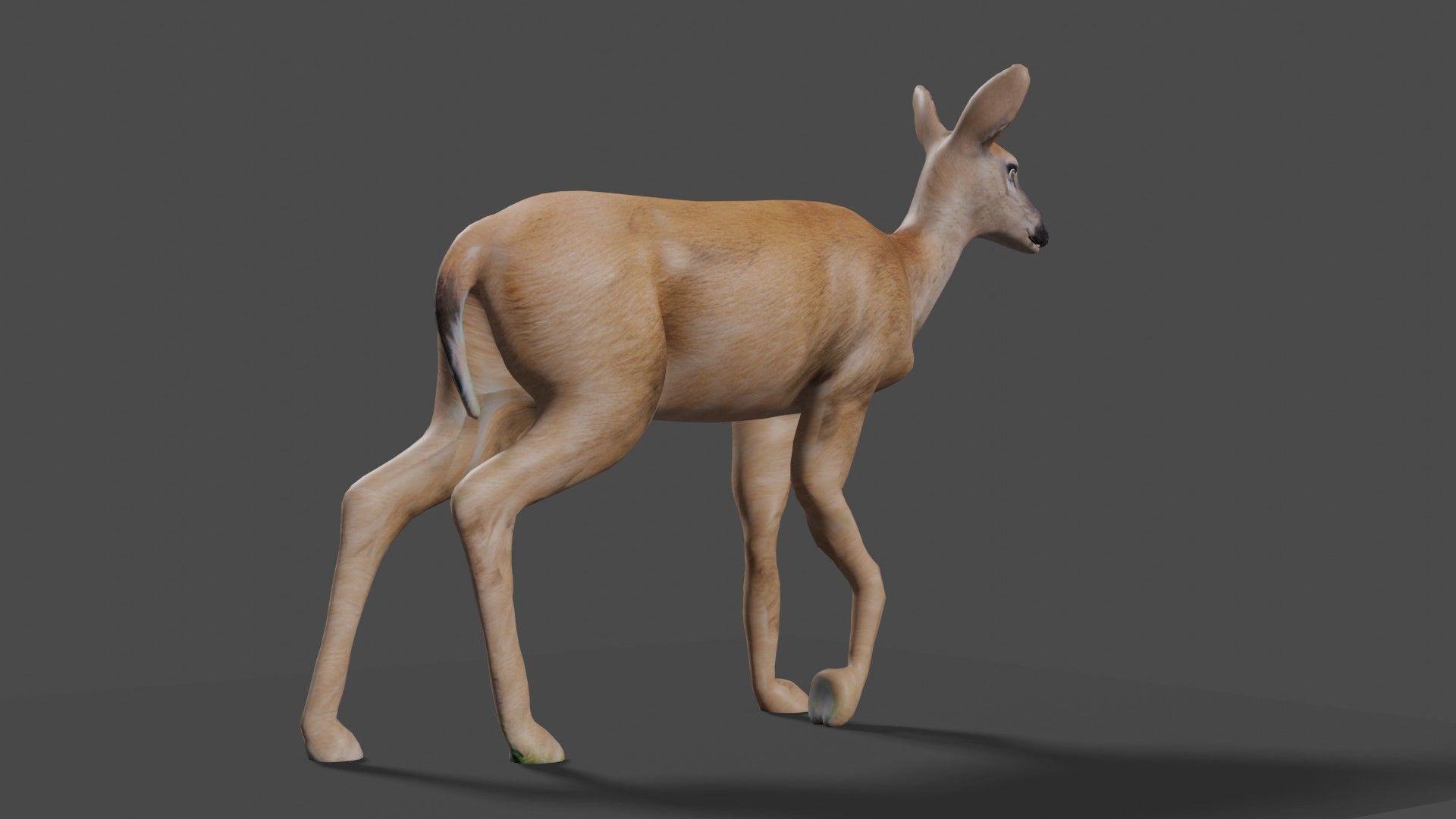 white doe animated Low-poly 3D model_54