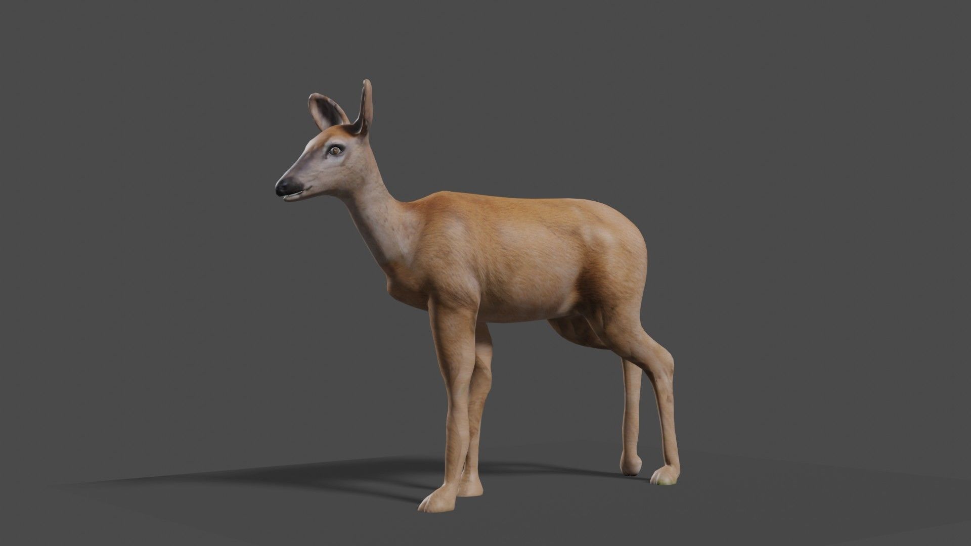 white doe animated Low-poly 3D model_5