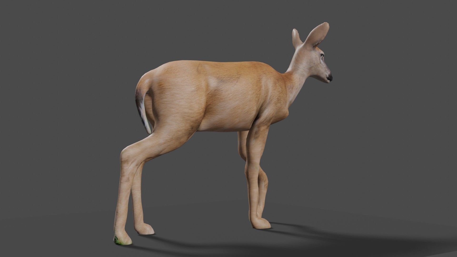 white doe animated Low-poly 3D model_49