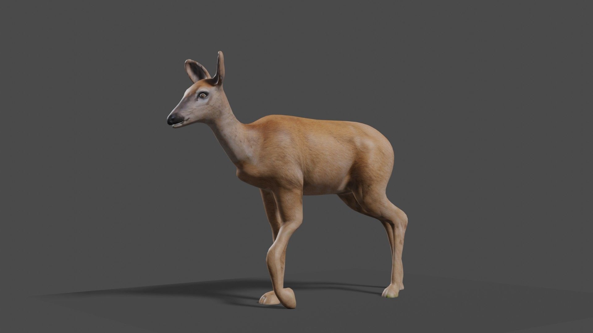 white doe animated Low-poly 3D model_27