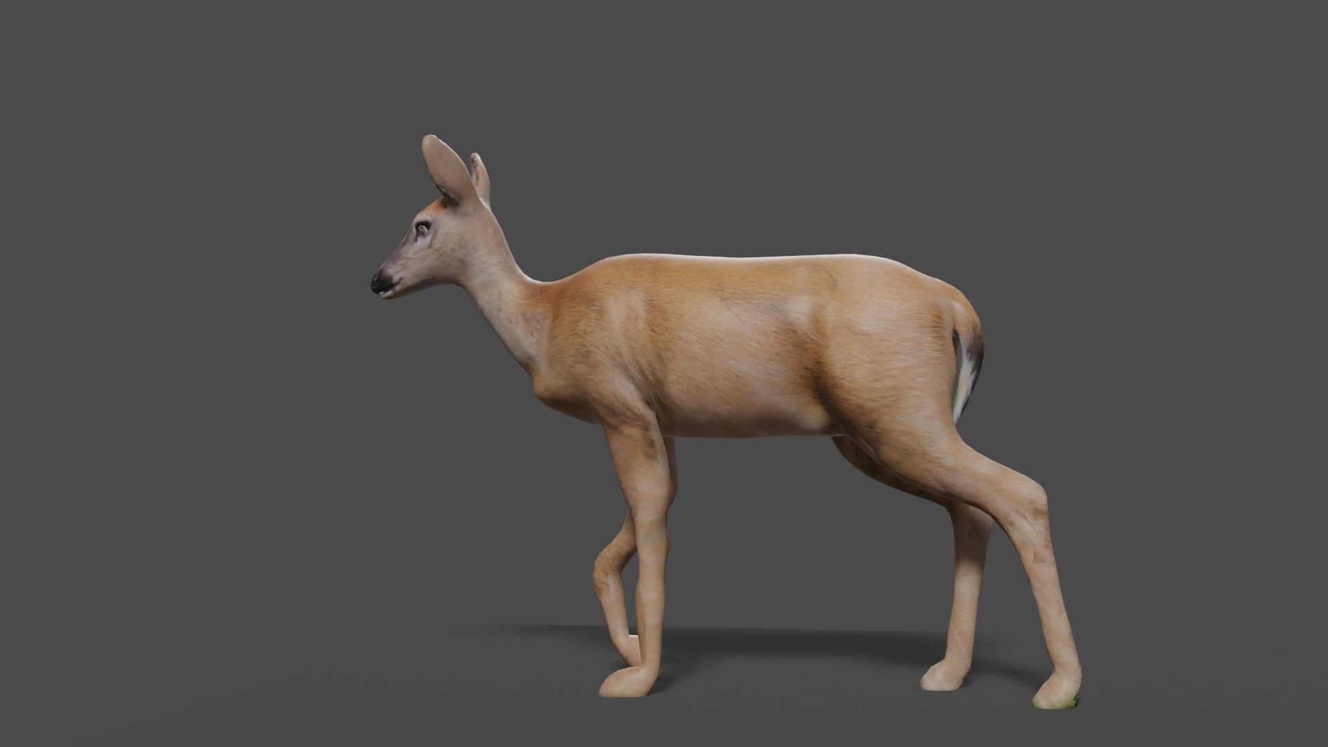 white doe animated Low-poly 3D model_44