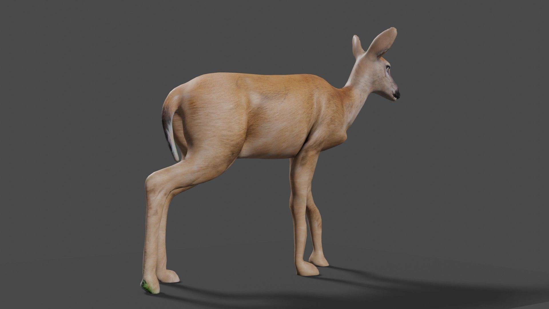white doe animated Low-poly 3D model_56