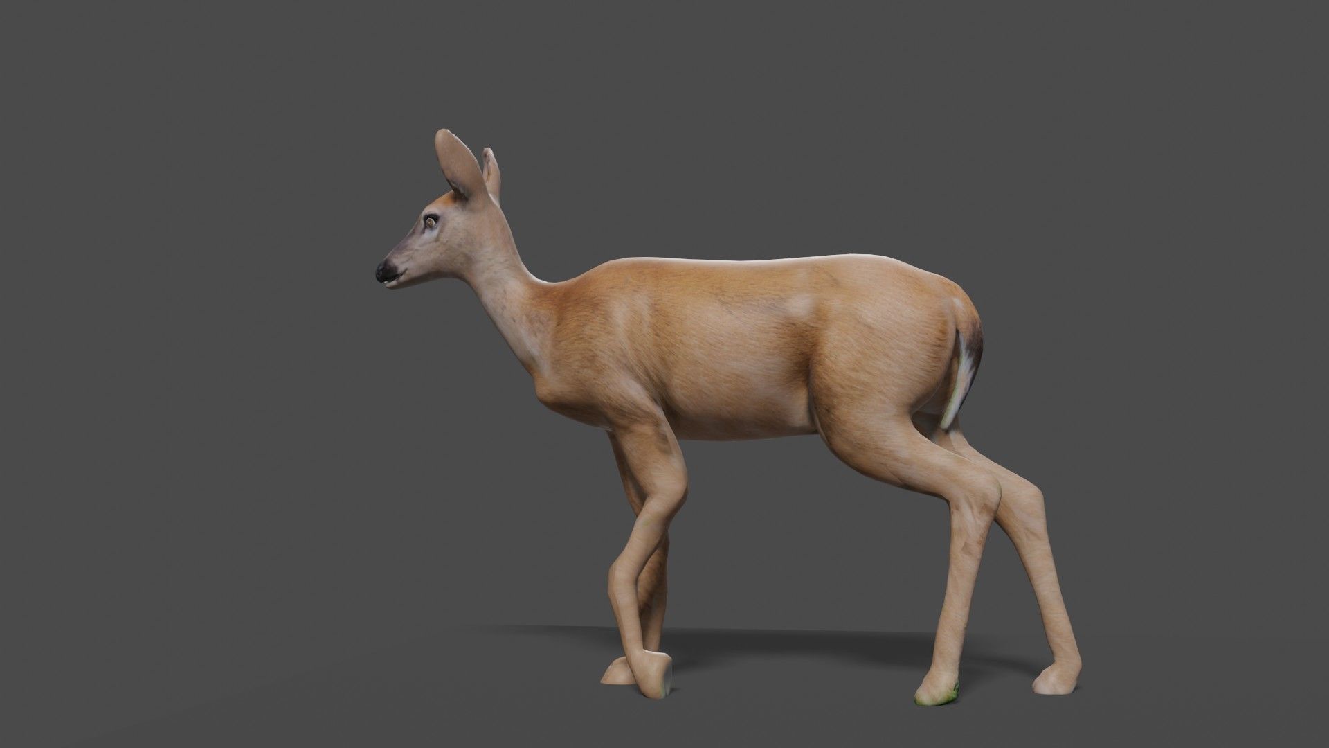 white doe animated Low-poly 3D model_46
