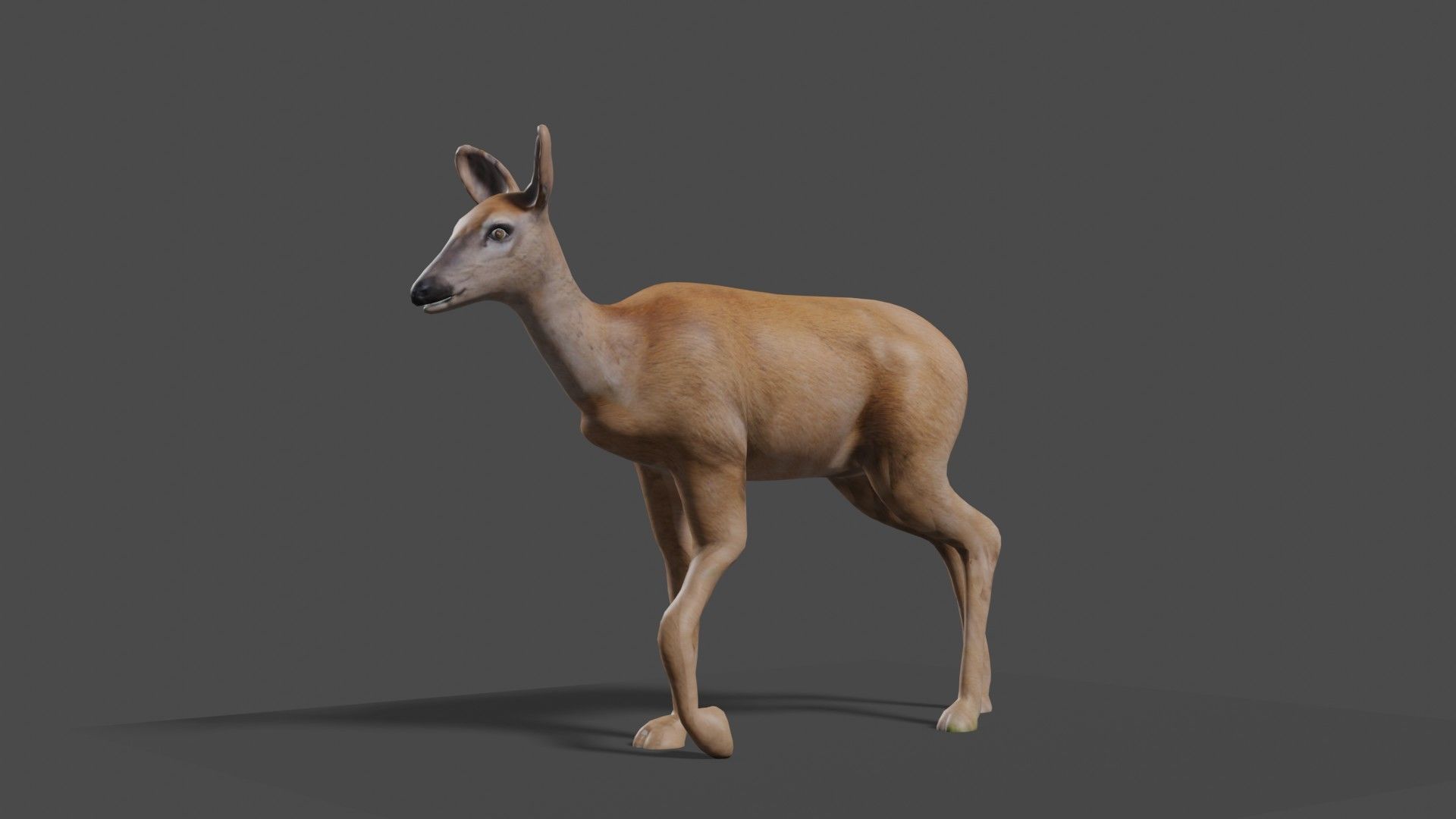 white doe animated Low-poly 3D model_12