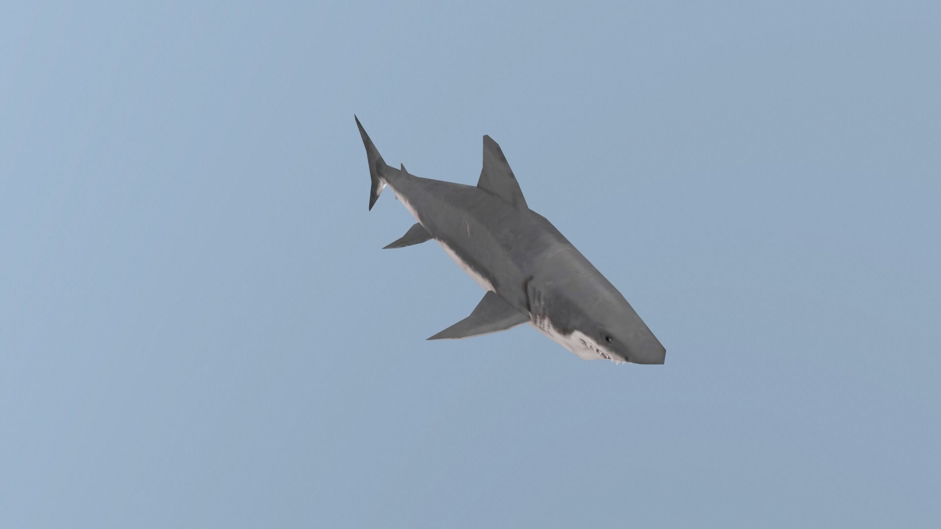 Shark great Low-poly 3D model_6