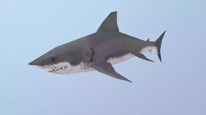 Shark great Low-poly 3D model Shark great Low-poly 3D model