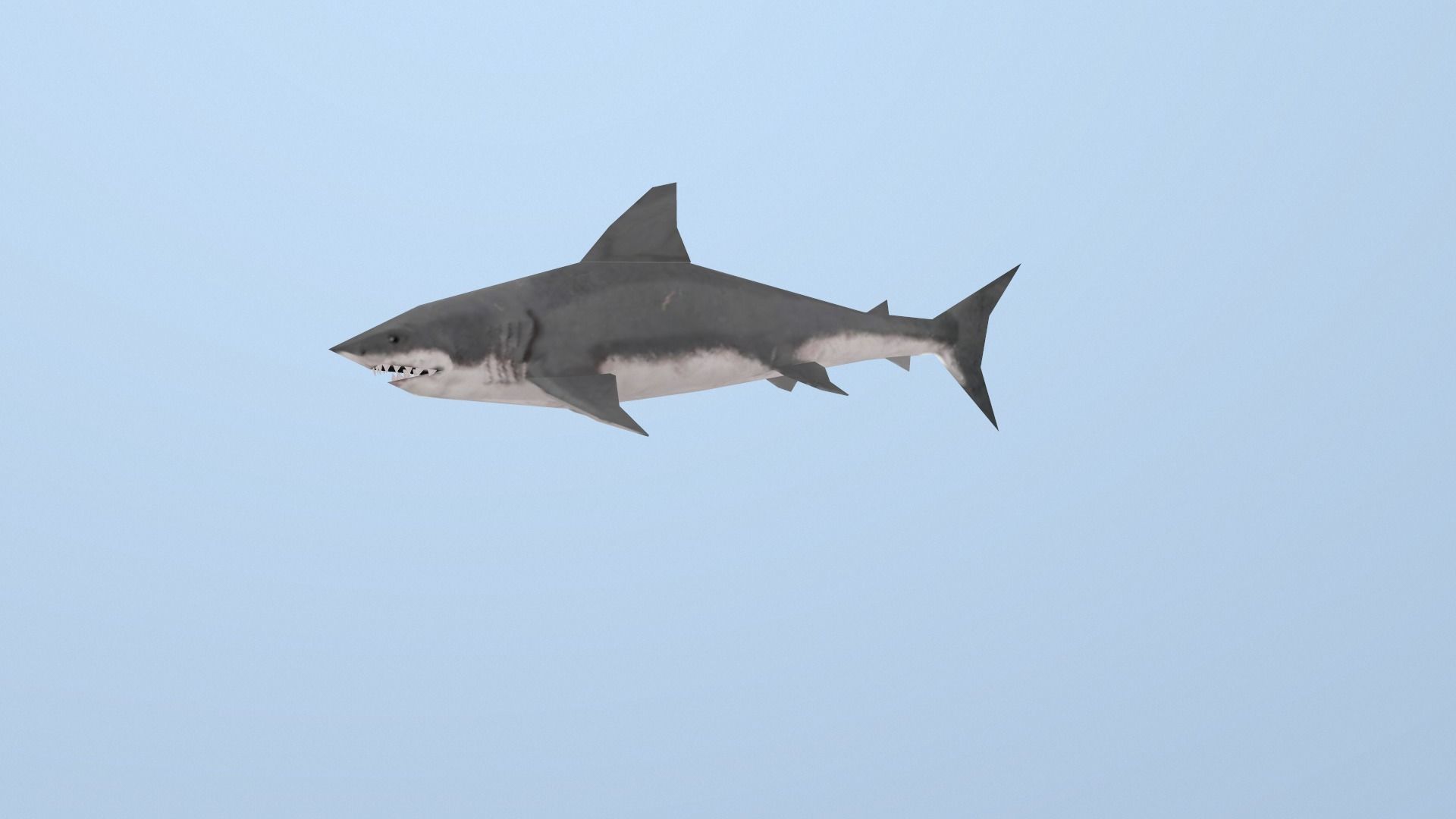 Shark great Low-poly 3D model_2