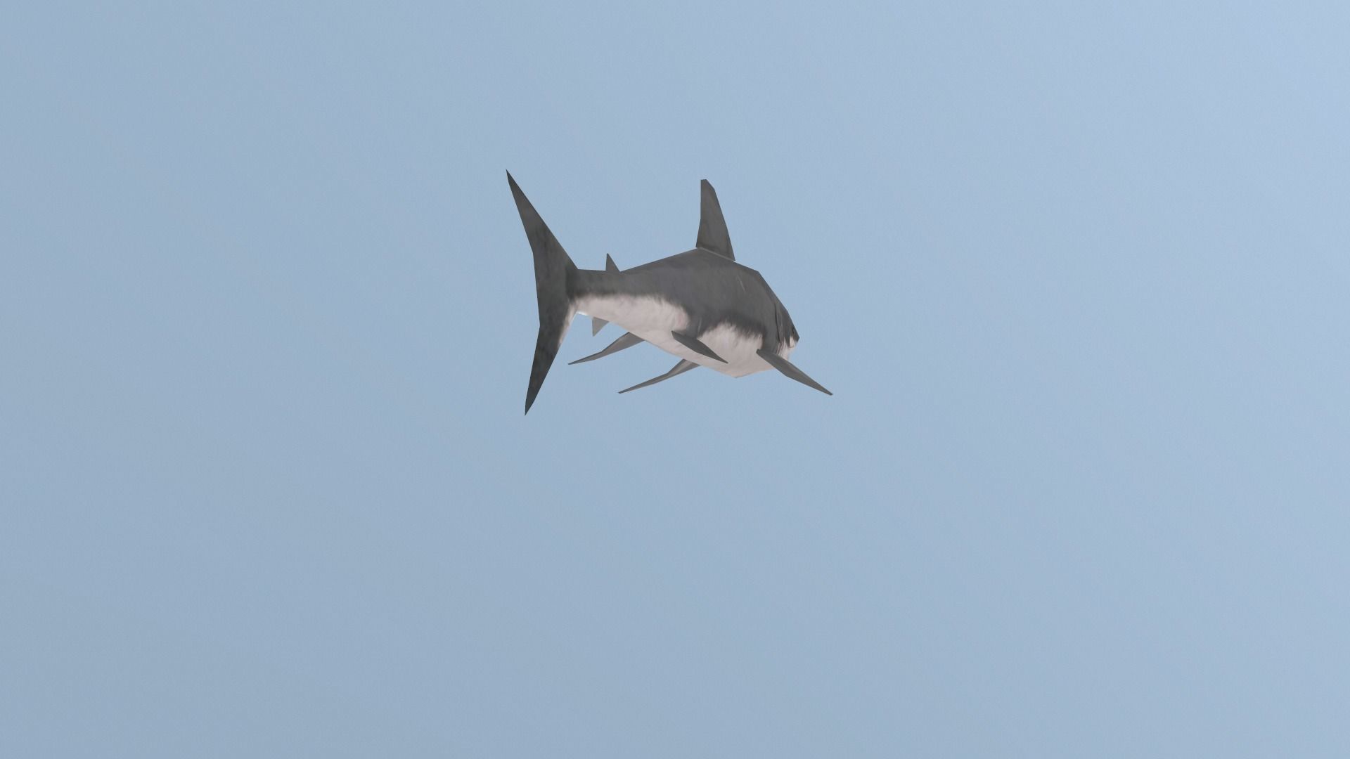 Shark great Low-poly 3D model_7