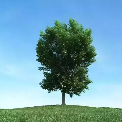 Green Tree