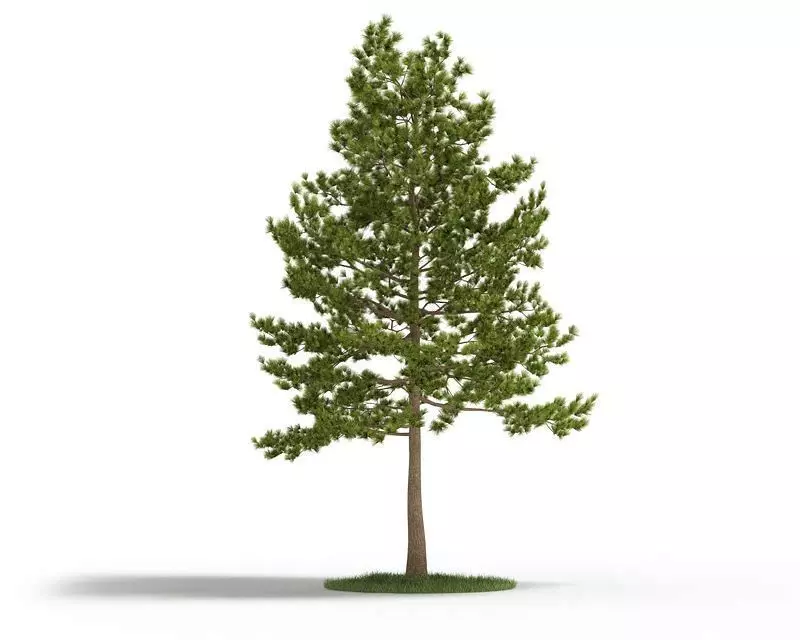 Large Pine Tree 3D model_0